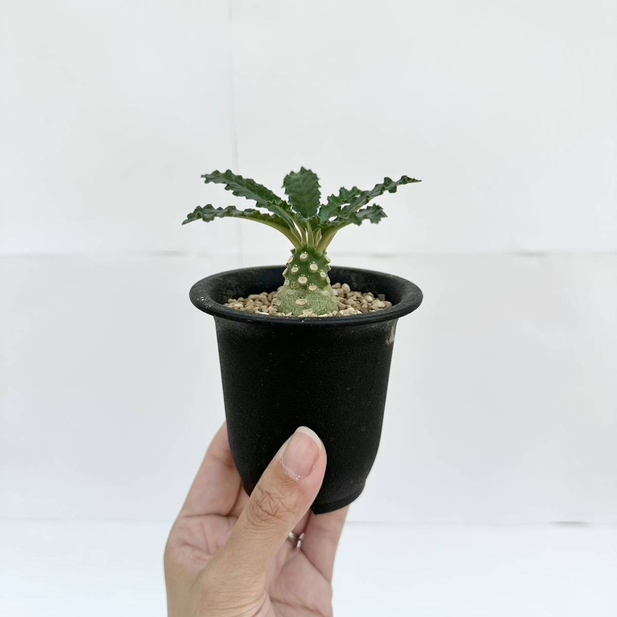 ドルステニア Dorstenia ラブラニー lavrani | - 多肉植物 実生苗