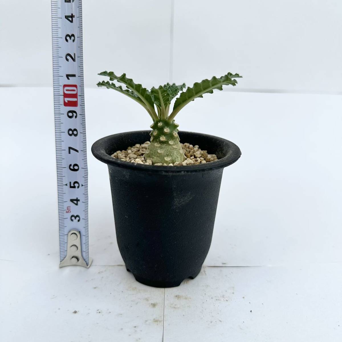 ドルステニア Dorstenia ラブラニー lavrani | - 多肉植物 実生苗