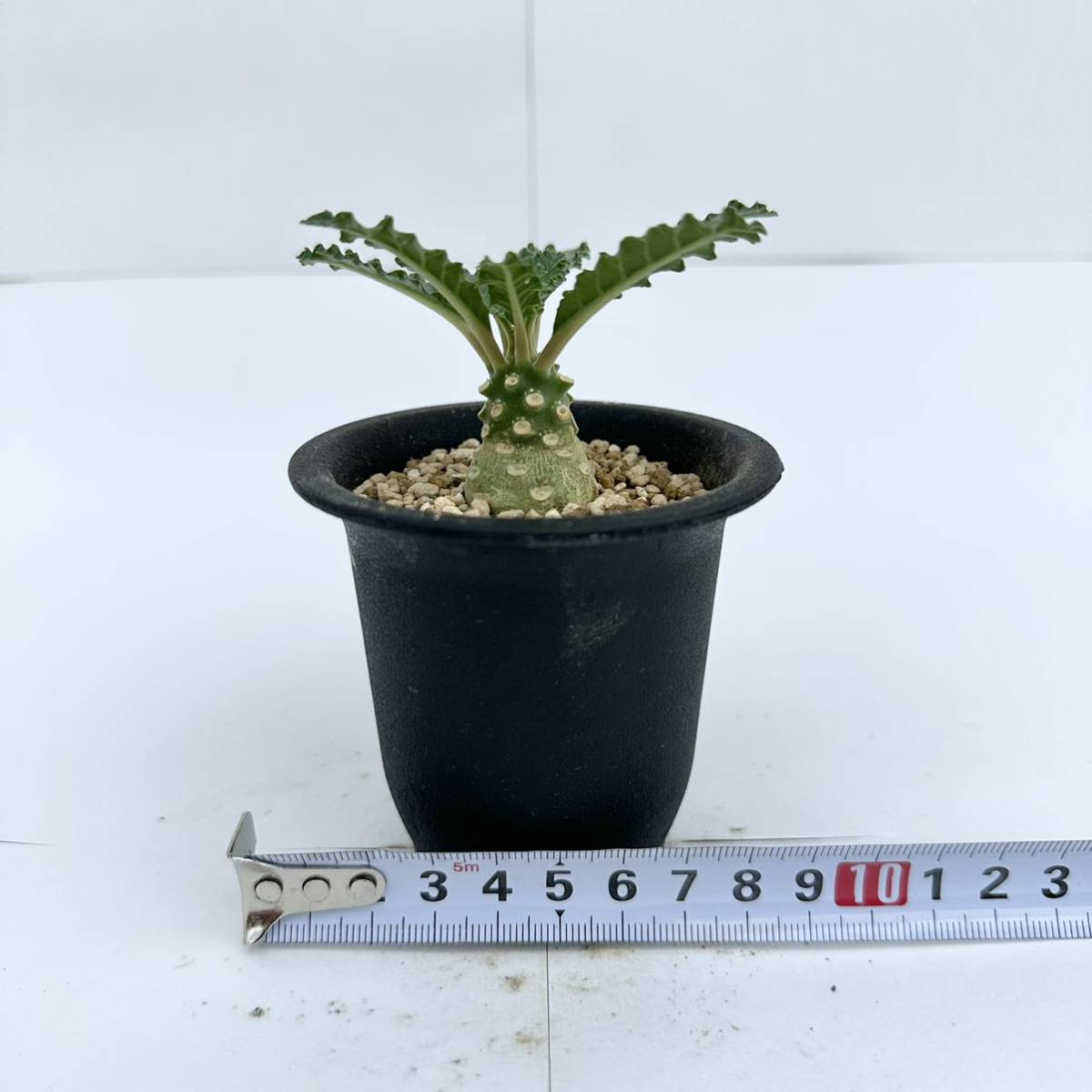 ドルステニア Dorstenia ラブラニー lavrani | - 多肉植物 実生苗