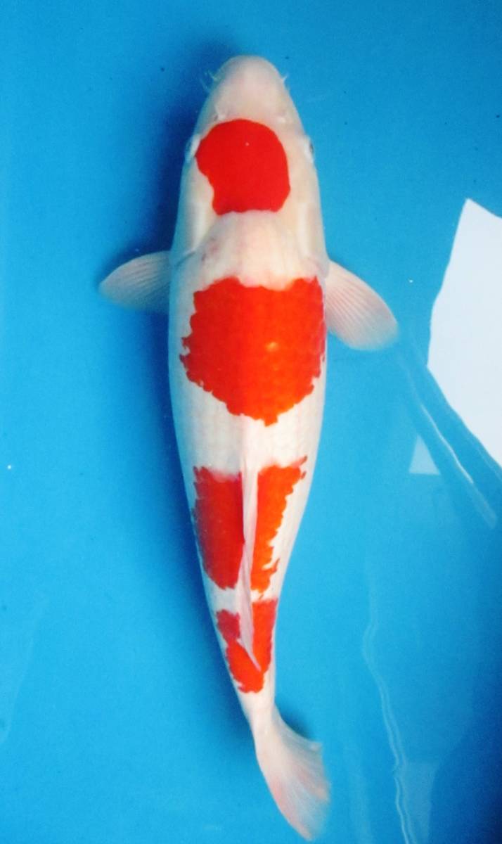 【品評会立て鯉】新潟産20年産、ダイナマイトボデイ422－3，紅白(星野産、小千谷）54㎝位（動画有）