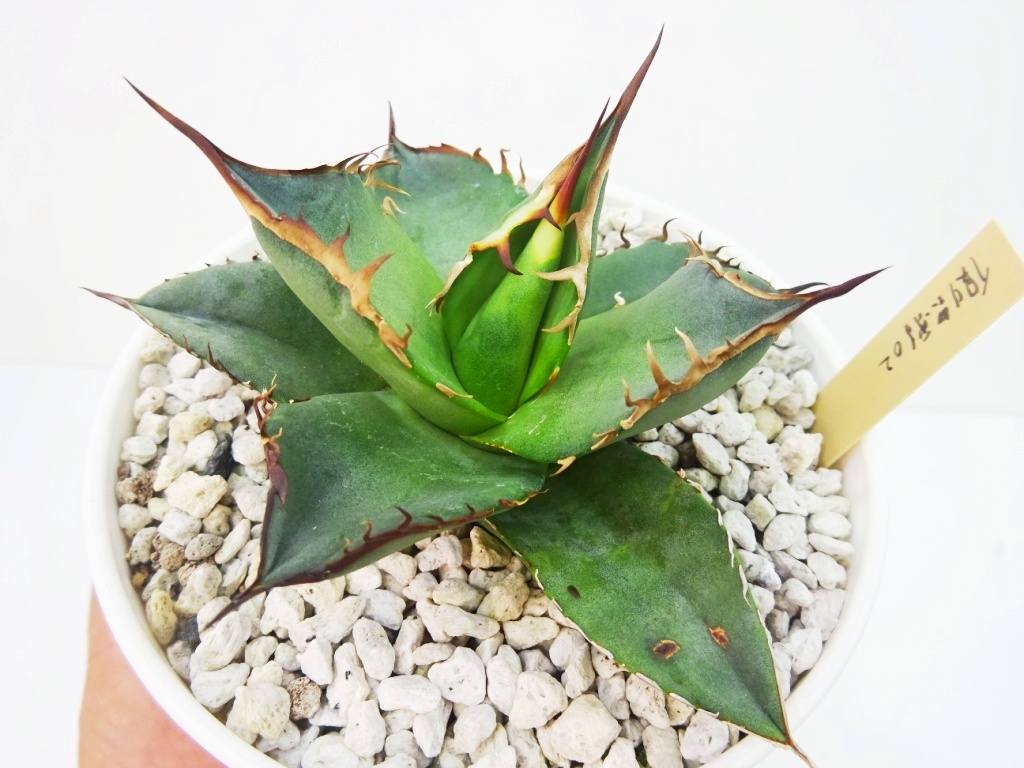 アガベ 九尾狐① 鉢ごと匿名発送！ アガベ 九尾狐② 鉢ごと匿名発送