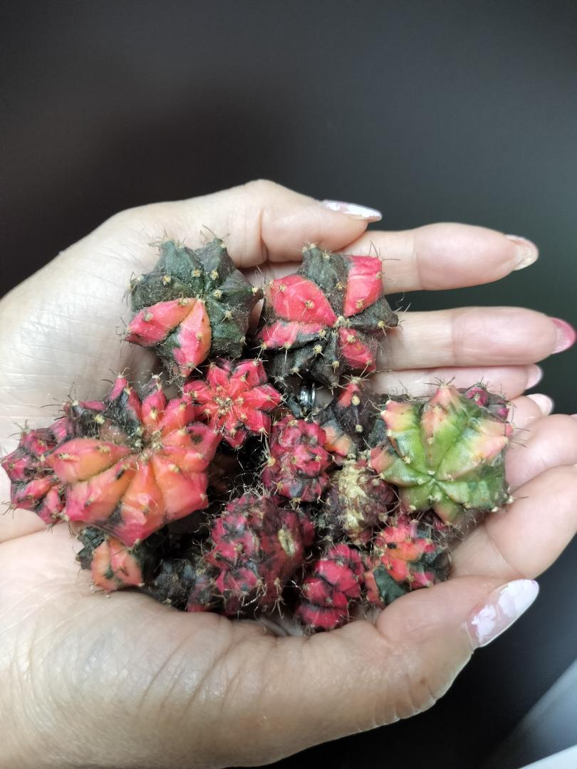 サボテン ギムノカリキリウム 緋牡丹錦 50株セット 2