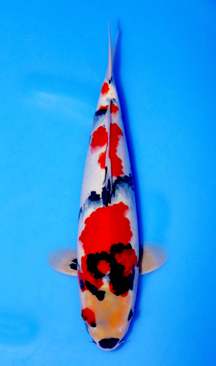 【鯉牧場】NO.8 ~伊佐スペシャル！！~　伊佐養鯉場作出　昭和三色　当歳　30cm　生産証明書付き！！