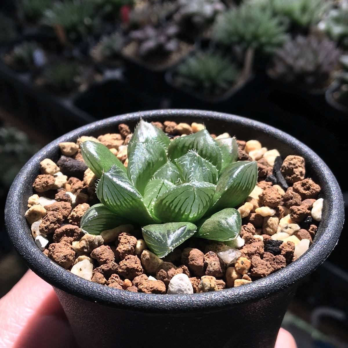 多肉植物 原種ハオルチア pilifera JDV91-106 N of King William'stown