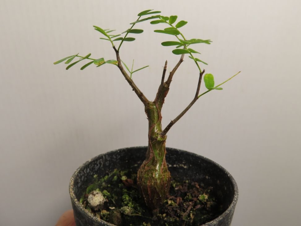 ラ664 「実生株」センナ メリディオナリス【種から発芽！・発根・Senna