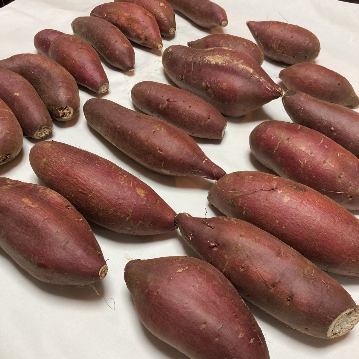 令和４年　新さつまいも　シルクスイート10ｋｇ　千葉県産　Ｃ等級 230425