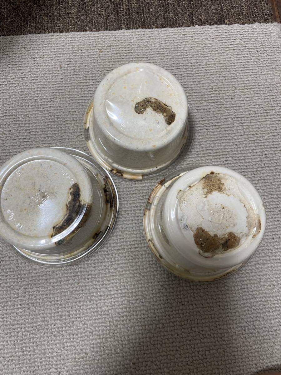 【大型血統】タランドゥスオオツヤクワガタ 幼虫　３頭