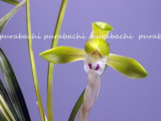 ◆◆鶴岡商事　園芸部◆◆☆★日本春蘭★　中透虎斑・散斑花・万葉　★　5本立　★3895★☆