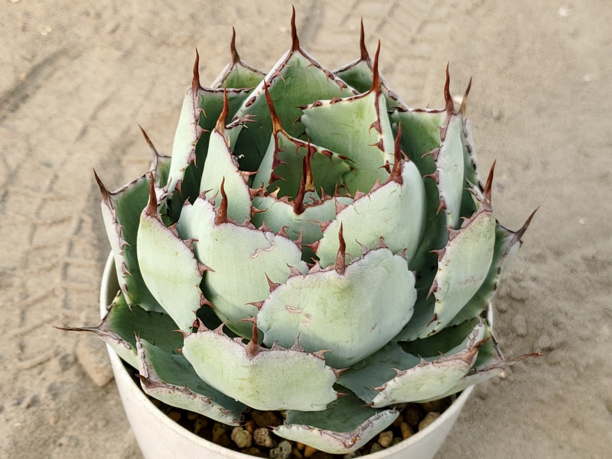 アガベ 吉祥冠 約12cm 傷あり Agave 多肉植物 succulents 