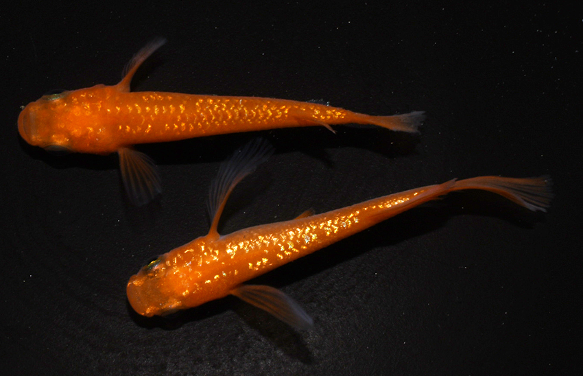 A.P.C. ダークデニム ミニスカート 36