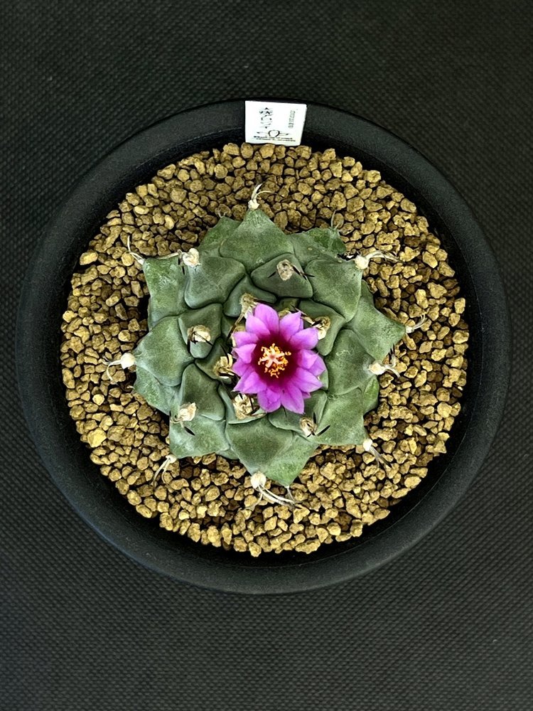 Turbinicarpus alonsoi ツルビニカルプス 大疣アロンソイ(実生)◆3.5寸鉢【BotanicalMart】