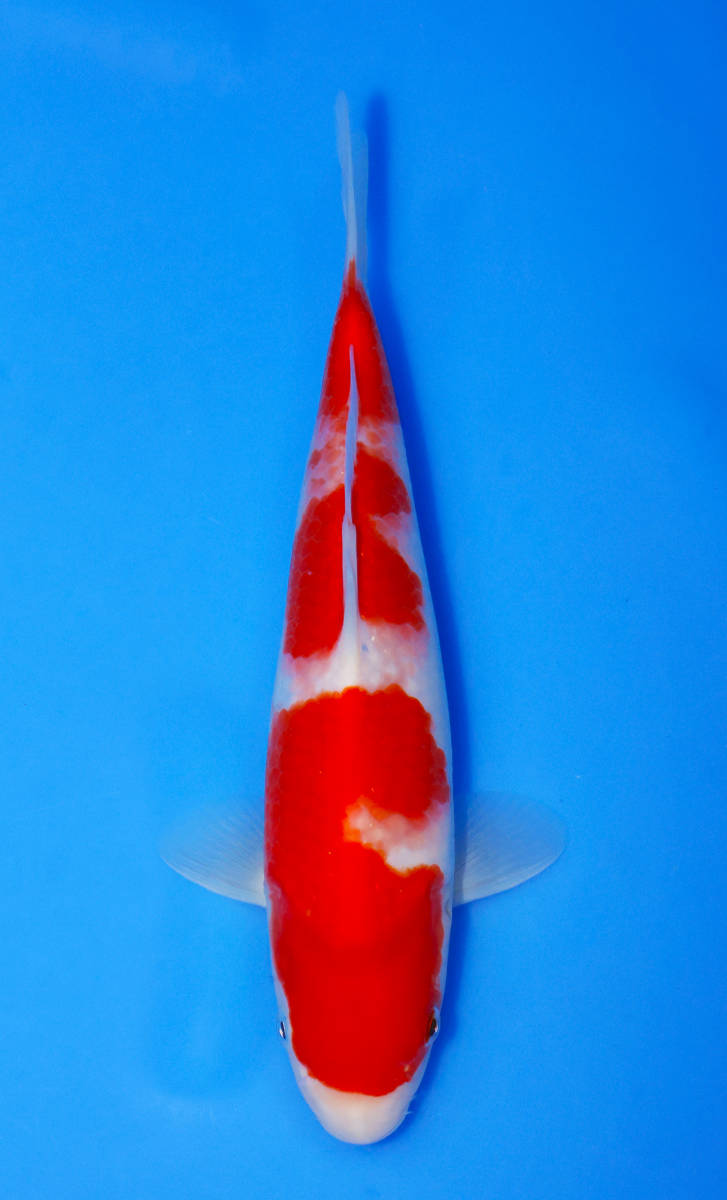 【鯉牧場】NO.20 ~大日トヨタSP！！~　大日トヨタ店作出　紅白　当歳　26cm　