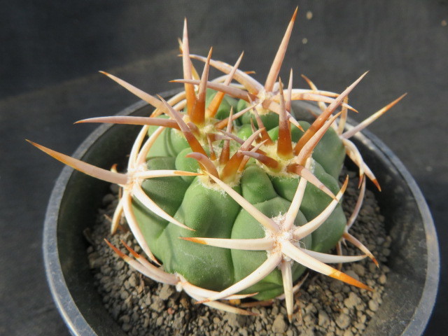 フェロシオール サボテン ギムノカリキュウム Gymnocalycium 多肉植物