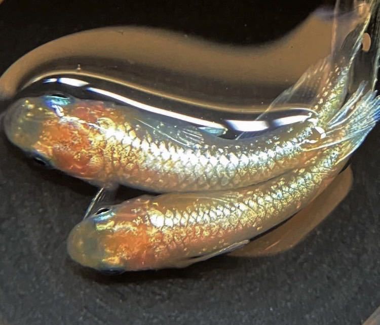 めだか号【現物出品】エンペラー 極上ペア 【種親は夢中メダカ様から購入個体】種親クラス　メダカ　