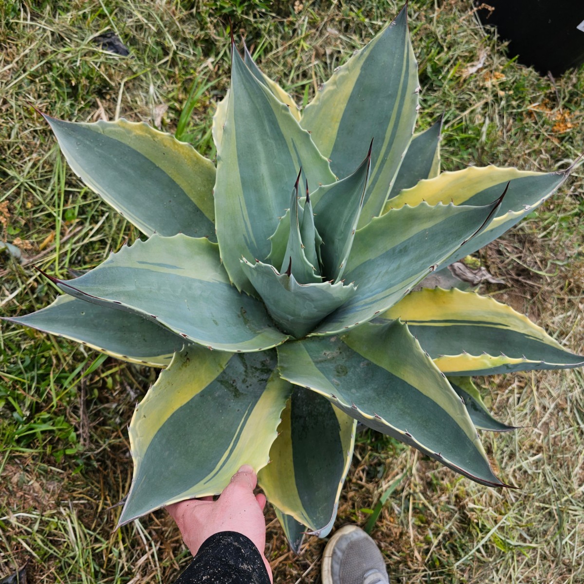 65㎝　オルカ　検（agave チタノタ　チタノータ　アガベ　オバティホリア　吉祥天　パリー　 ホリダ　好きにも