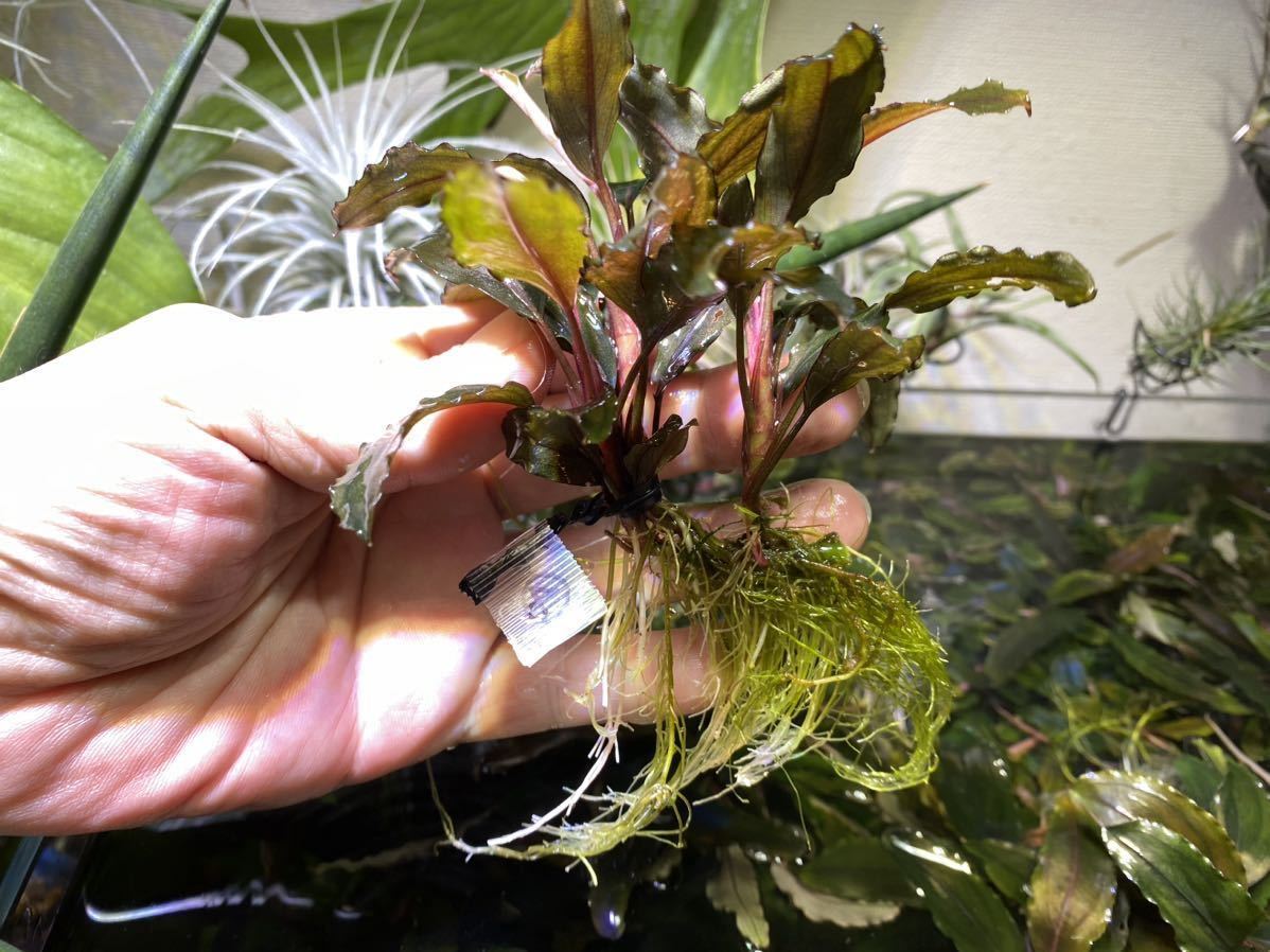 ブセファランドラ .sp.デープパープル ④