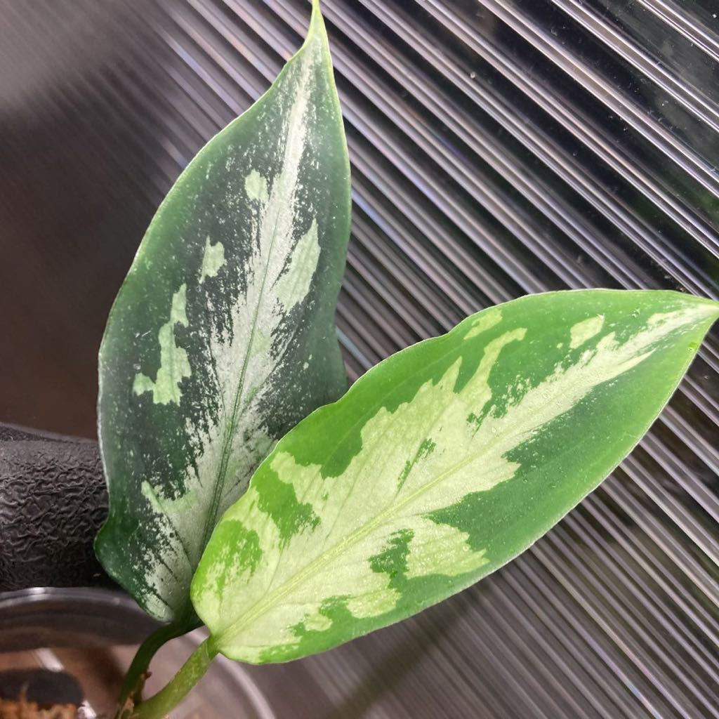 【AZ便】 Aglaonema Pictum 法皇緑 Hierophant-Green from Sumatera Barat 【AZ0512-X】アグラオネマ　熱帯植物