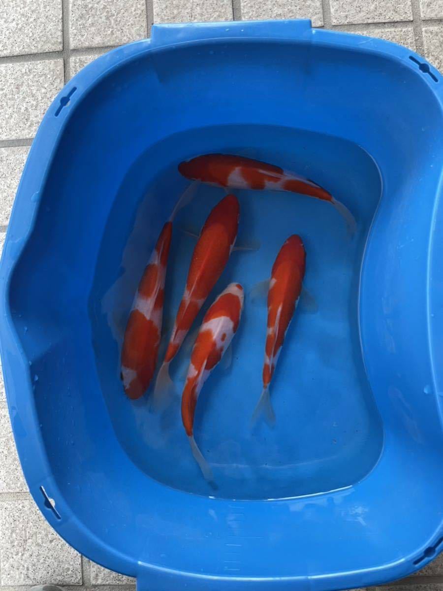 錦鯉　当歳　阪井系　質抜群　紅白　5匹セット　21㎝〜24㎝　発送限定