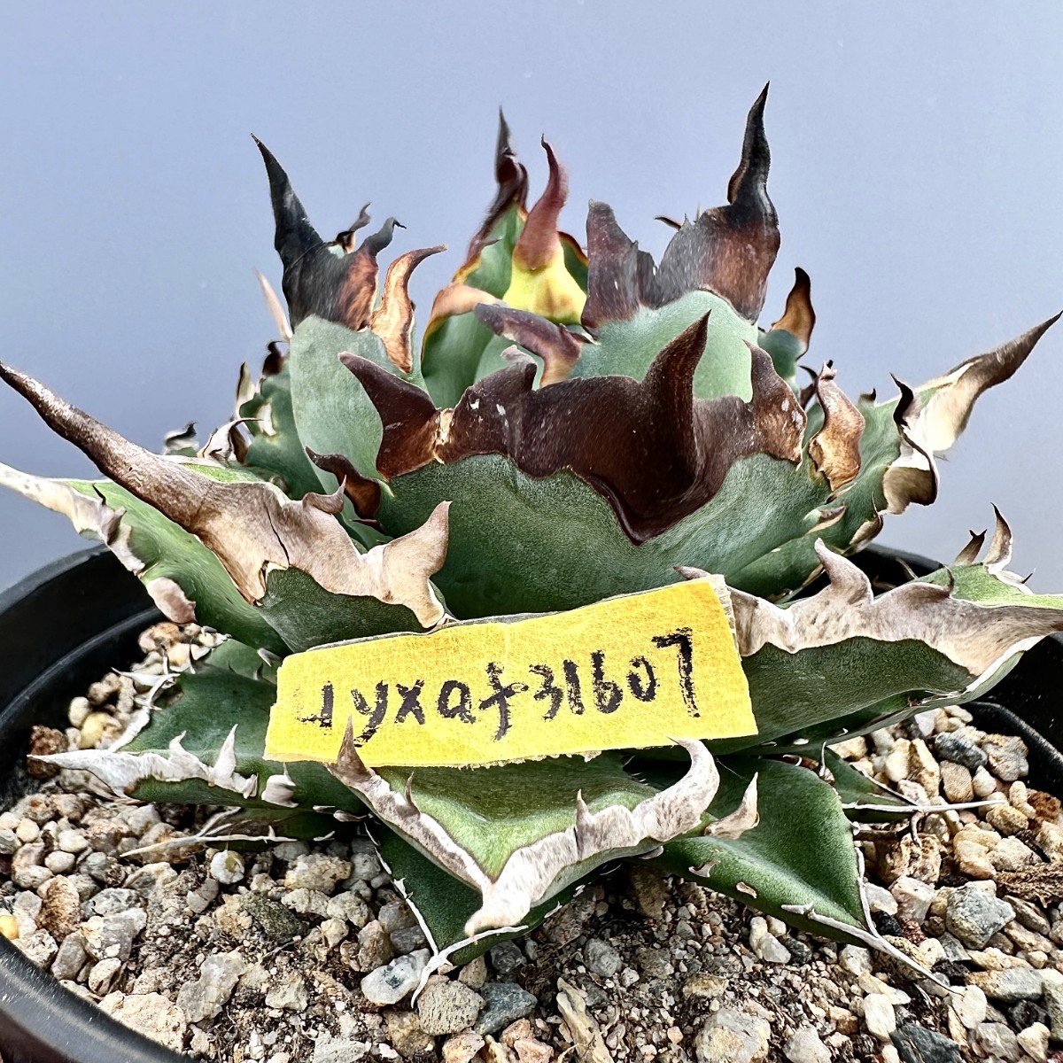 Y647 アガベ チタノタ agave サルミアナ リップルエフェクト復輪錦