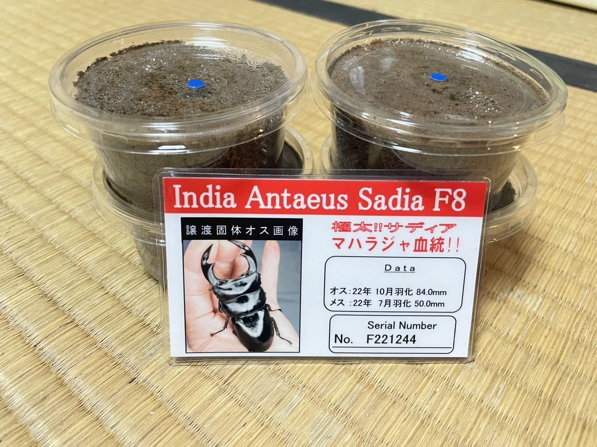 ① インドアンタエウスオオクワガタ　初2令幼虫　4頭セット　(死着補償込み) 　インドアンタエウス