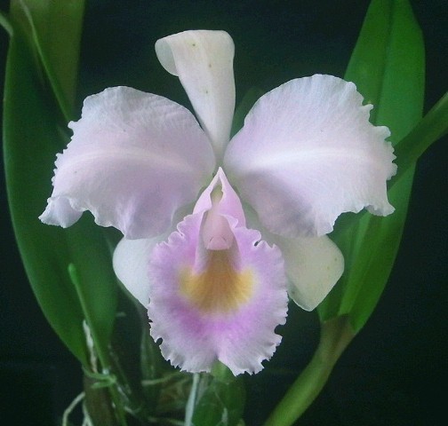 ☆【洋蘭原種】☆ C.schroderae ‘Ophelia’ (OG/JP) 開花株