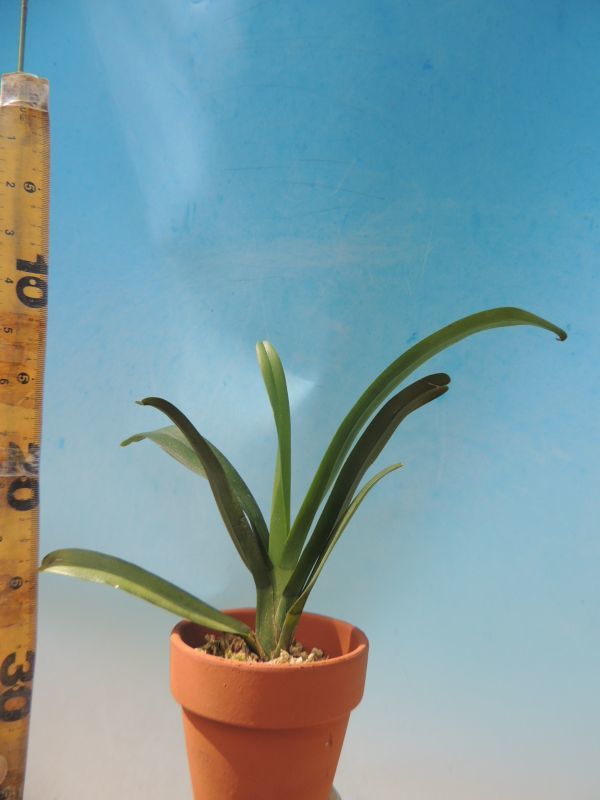 Aeranthes ramosa エランテス ラモサ 洋蘭原種 花 (122) (805) 原産地