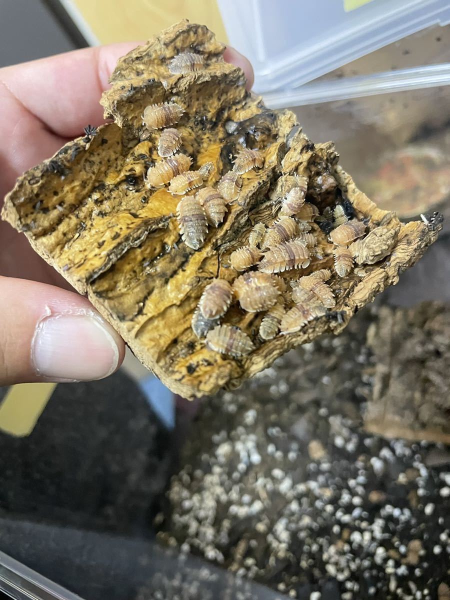 スピノサス　即決落札＋1匹！　ダンゴムシ　安心サイズ　ランダム5匹　極上個体　数量限定　③