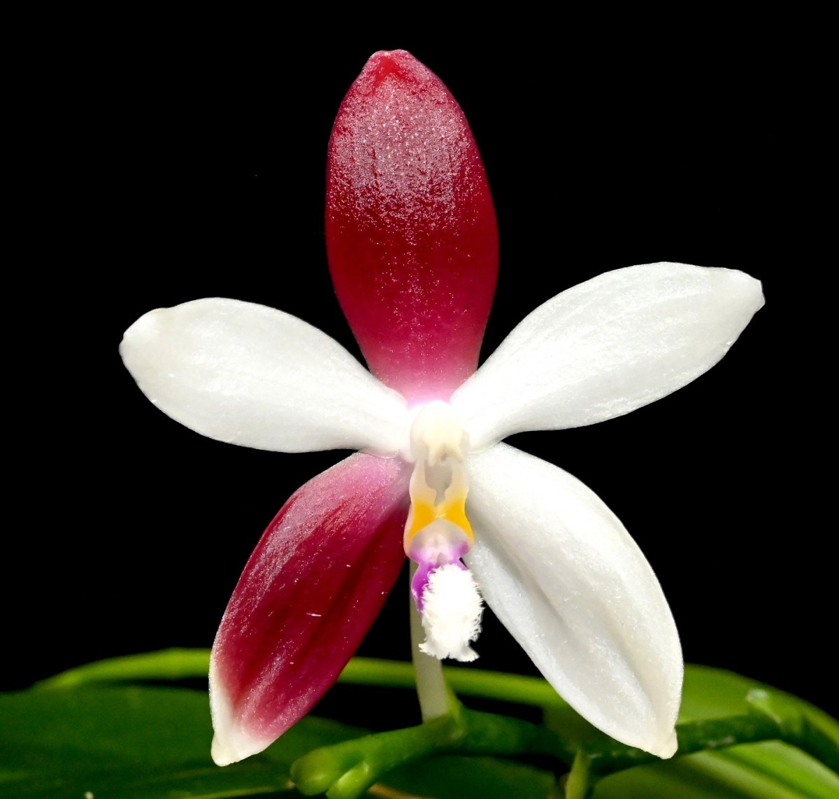 洋蘭原種 (506) 久しぶりの入荷です。花つき Phal. tetraspis 'C1