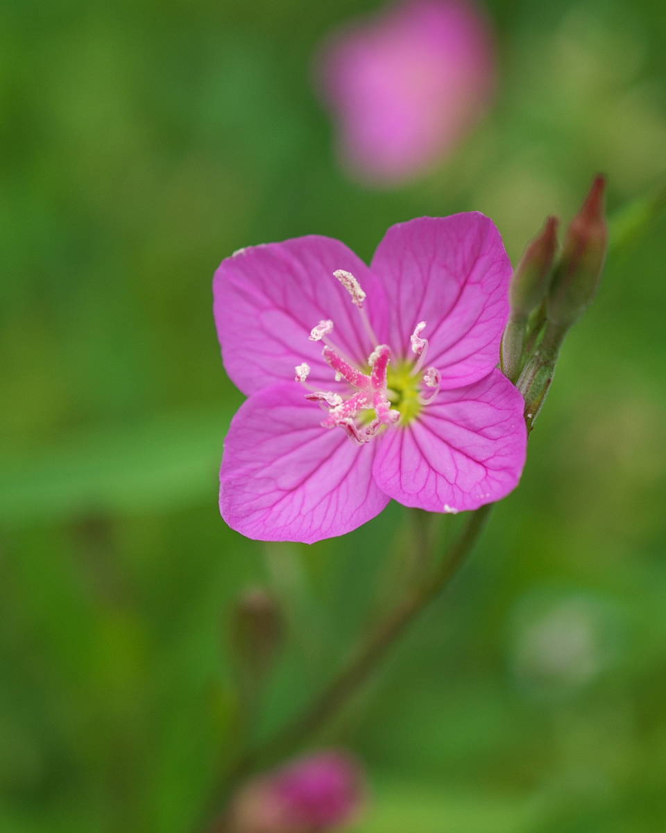 ソニー SONY SEL30M35 E 30mm F3.5 Macro E-mount E 30mm F3.5 マクロ