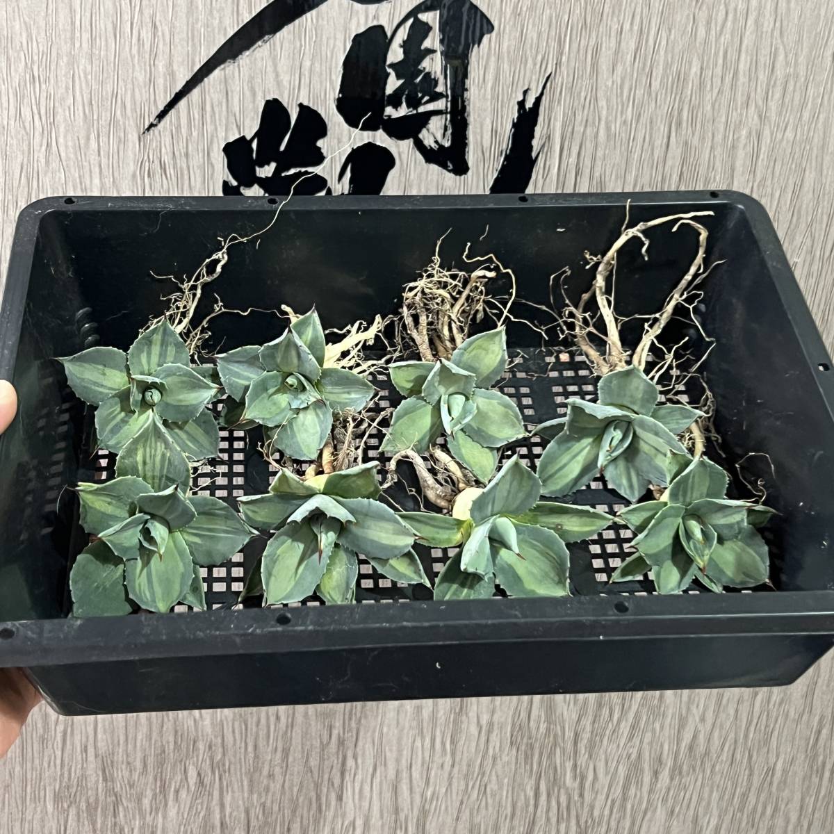 龍園觀】No.45 特選 アガベ 多肉植物 耐寒性 吉祥天錦 パリー