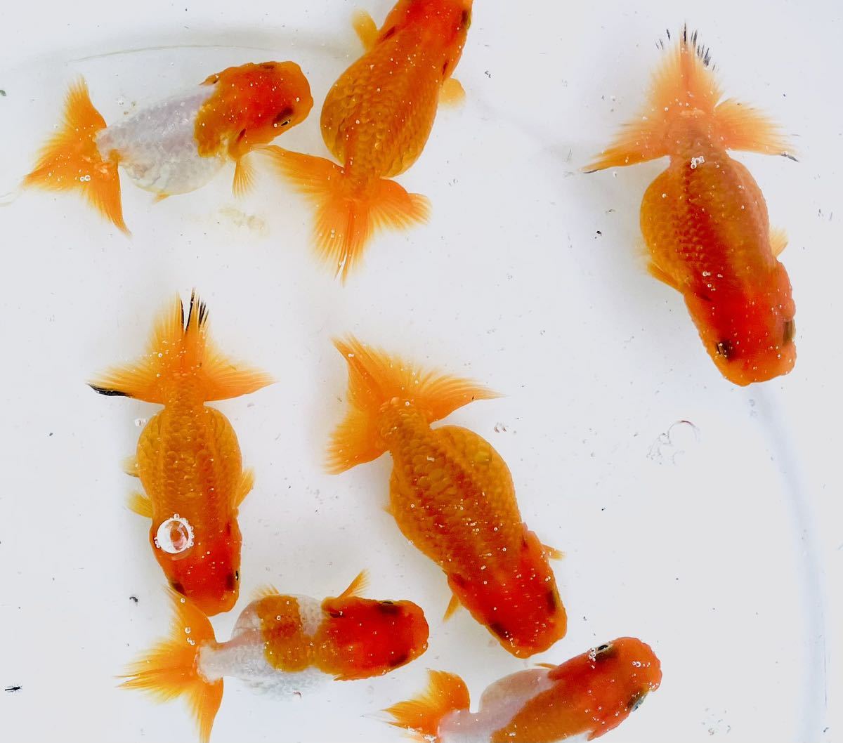 ファミリー☆らんちゅう☆当歳魚（8）動画付 | ファミリー 日本一系統☆