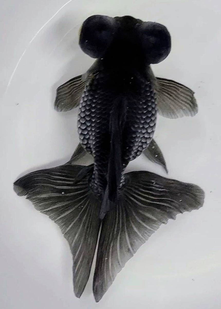 5/24/16/　☆同梱可☆極上極美 落ち葉　蝶尾　17 cm位