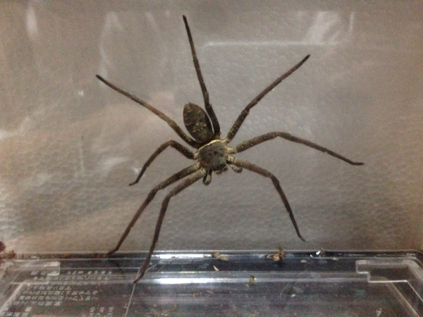 アシダカグモ 12 14cm前後 アシダカ軍曹 家グモ 蜘蛛 虫類 売買されたオークション情報 Yahooの商品情報をアーカイブ公開 オークファン Aucfan Com