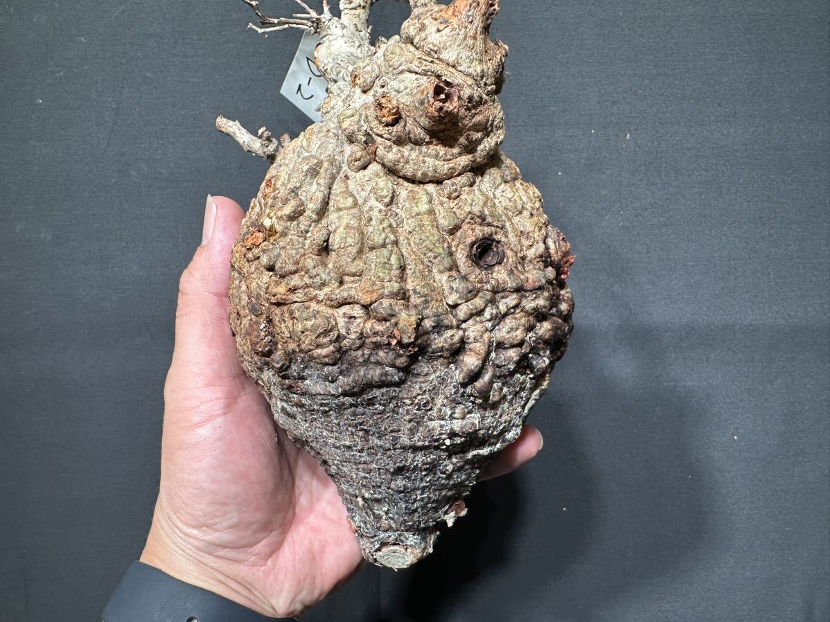 オペルクリカリア パキプス ベアルート株 「実生株」オペルクリカリア