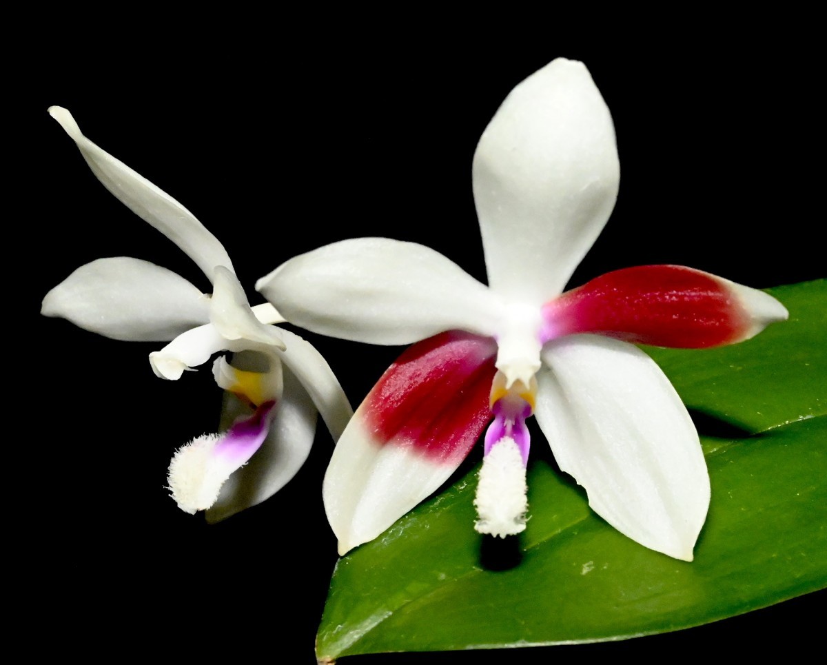 定番】 洋蘭原種 (1057) 久しぶりの入荷です。花つき Phal. tetraspis