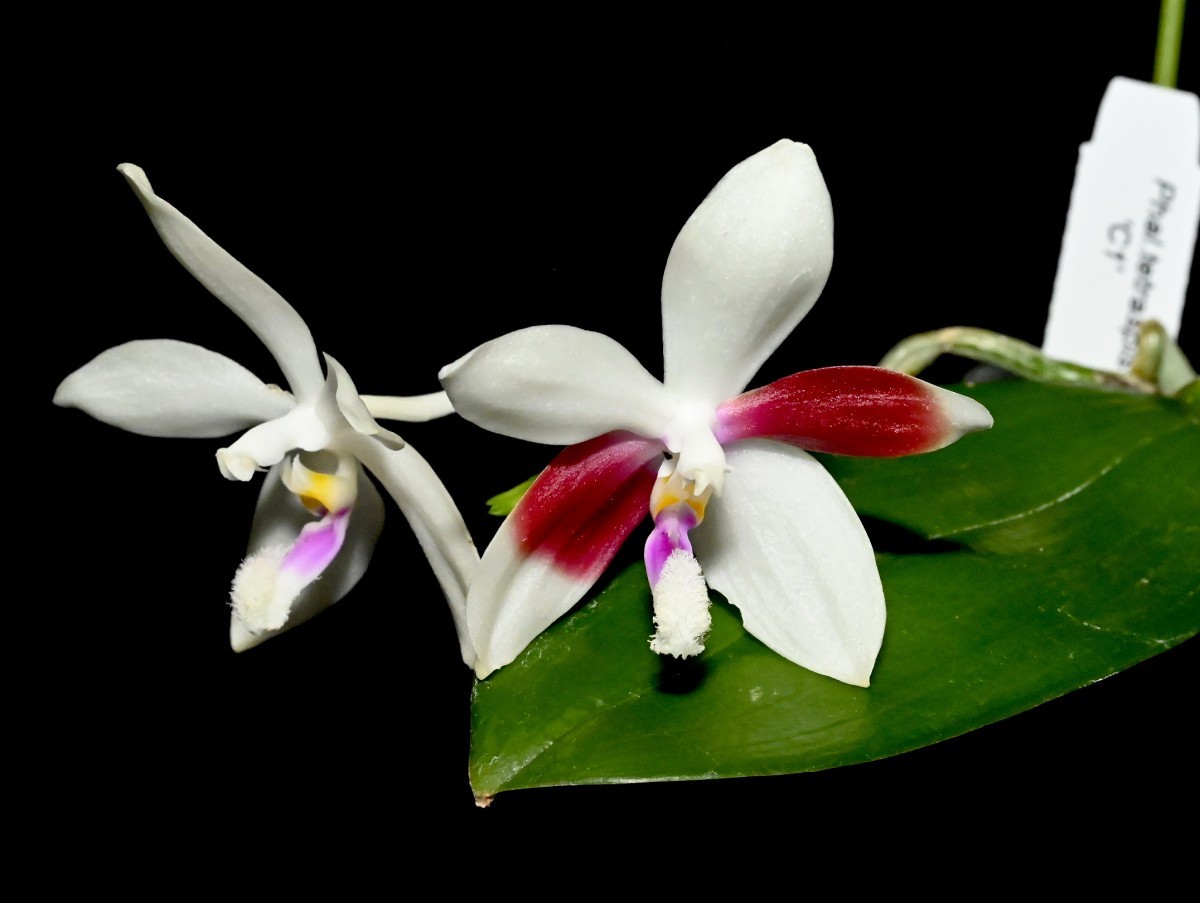 期間限定特価‼️［洋蘭原種］Phal. cochlearis