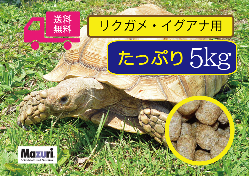 ☆送料無料・最安値に挑戦【マズリMazuri】5M21 トータスダイエット