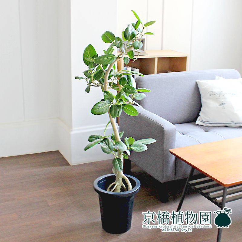 現品】フィカス・ベンガレンシス 8号 曲がり 紺鉢(3)Ficus 現品】フィカス・ベンガレンシス 8号 曲がり 紺鉢(3)Ficus