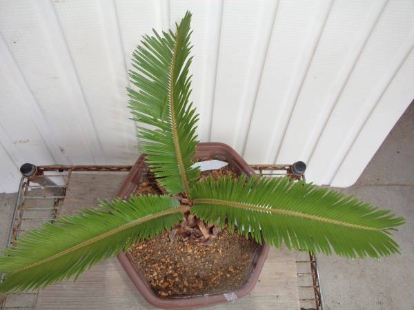 No3 春 黄金 ソテツ 株分け 観葉植物 売買されたオークション情報 Yahooの商品情報をアーカイブ公開 オークファン Aucfan Com