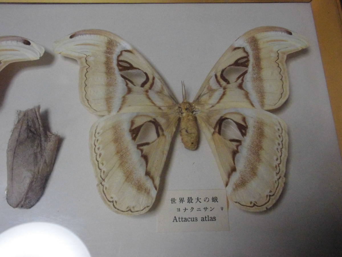 ヨナグニサン 蛾 標本 世界最大の蛾 与那国島 生物 昆虫 蛾の標本 オス