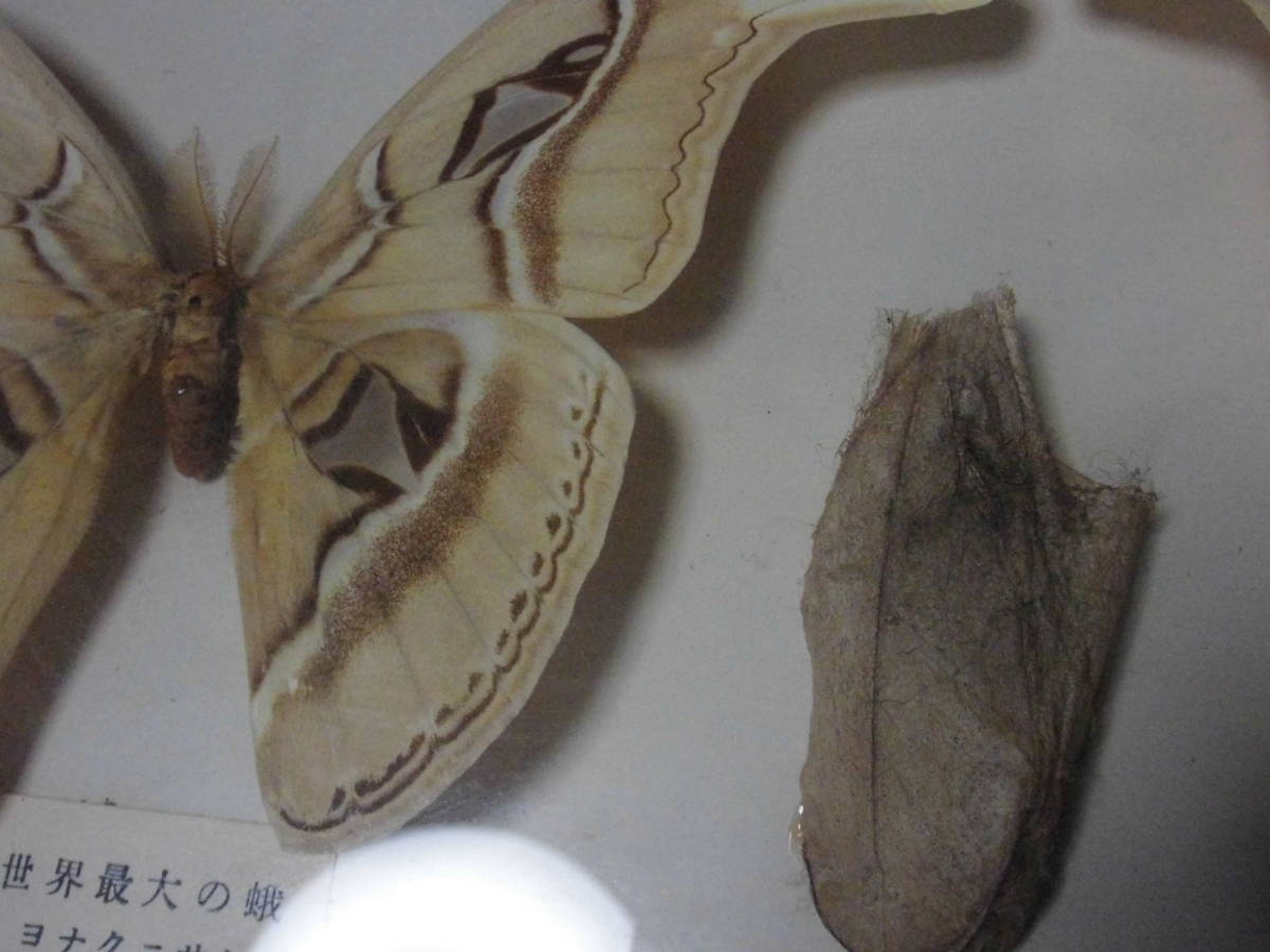 ヨナグニサン 蛾 標本 世界最大の蛾 与那国島 生物 昆虫 蛾の標本 オス