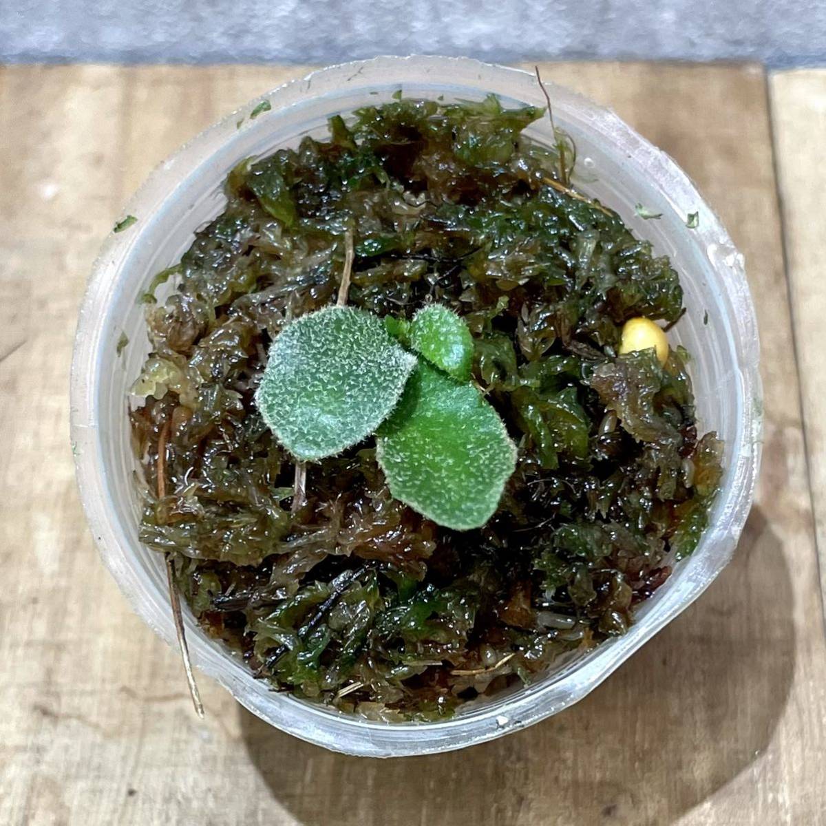 ビカクシダ バクテリア Bacteria胞子培養苗