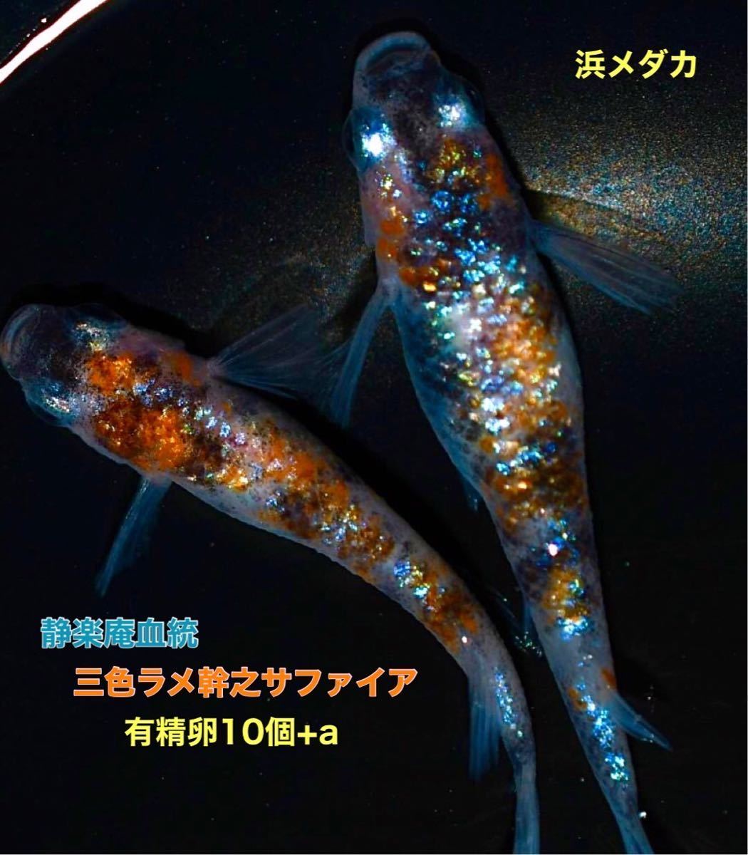 浜メダカ】静楽庵血統 三色ラメ幹之サファイア 有精卵10個+α 種親現物