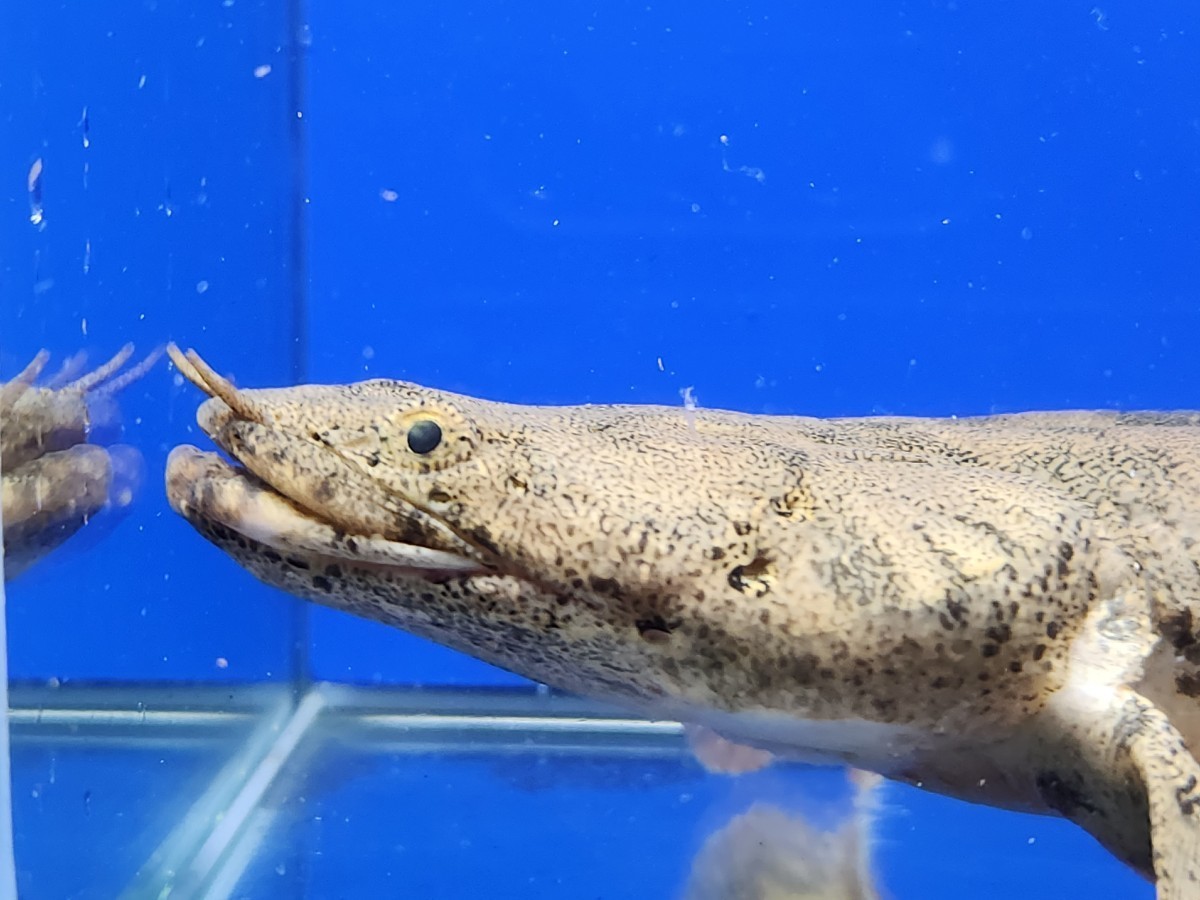 ポリプテルスエンドリケリー約35cmナイジェリア おとひめメチャクチャ 