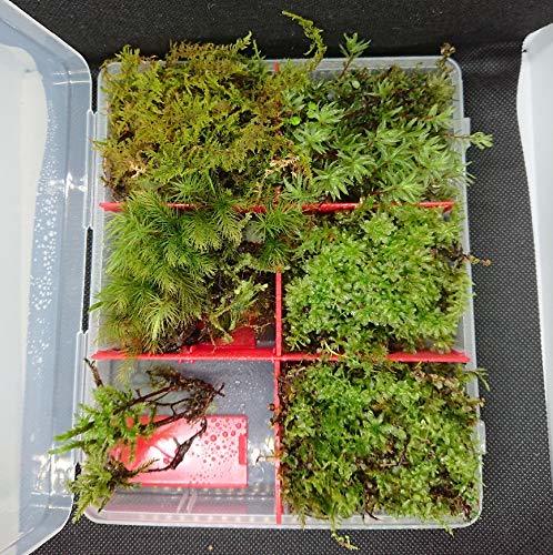 teru3様専用 コケ各種3.5パレットとオオカサ15本×1パック 【公式通販】