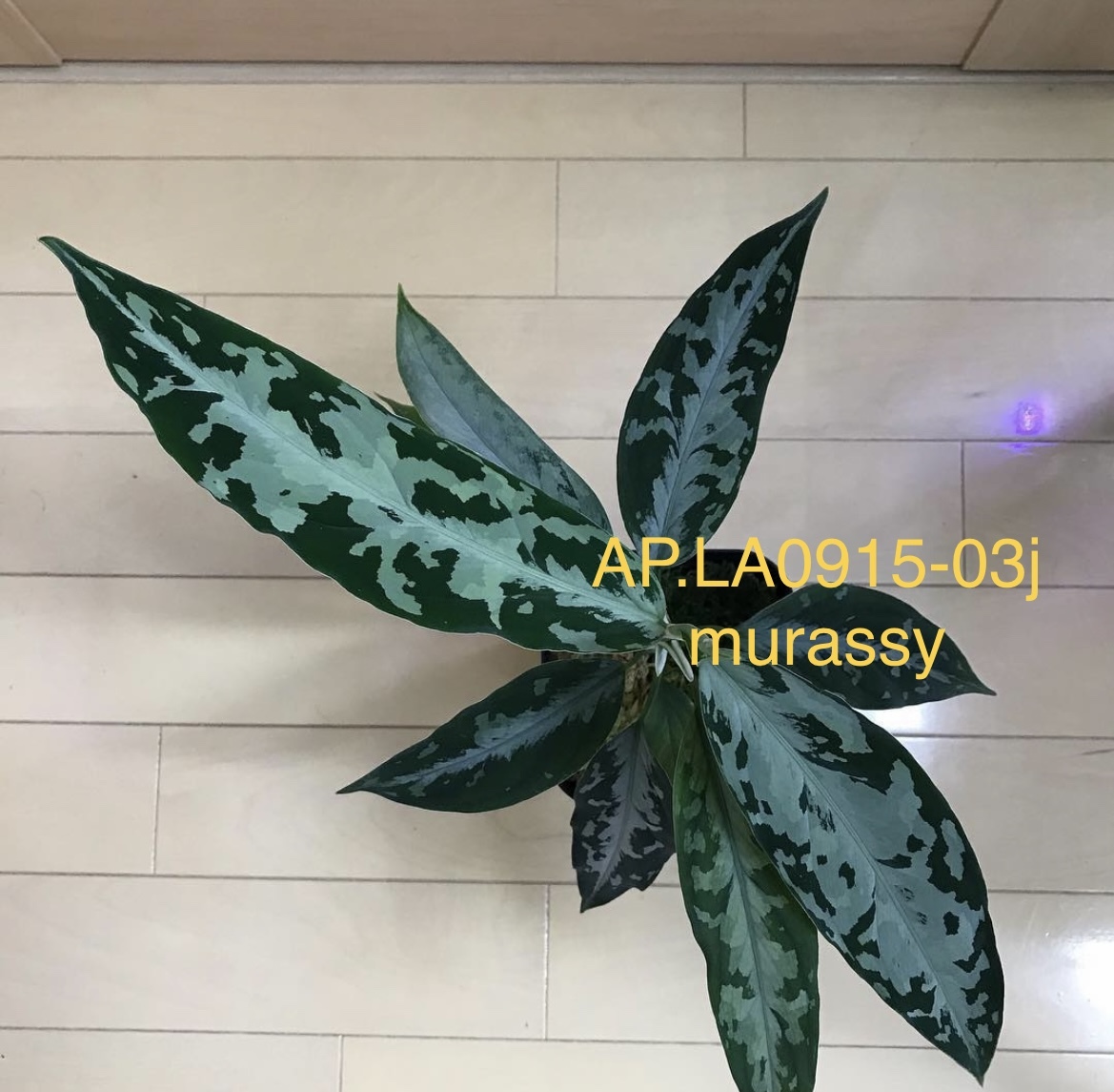 Aglaonema Pictum AP【LA0915-03j】(観葉植物)｜売買された