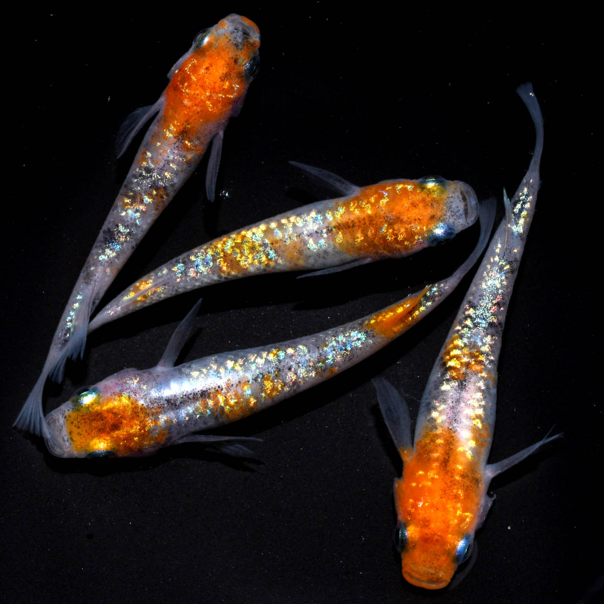 ◆天双メダカ◆　三色ラメ 極上 雄1匹 雌3匹 C132_1