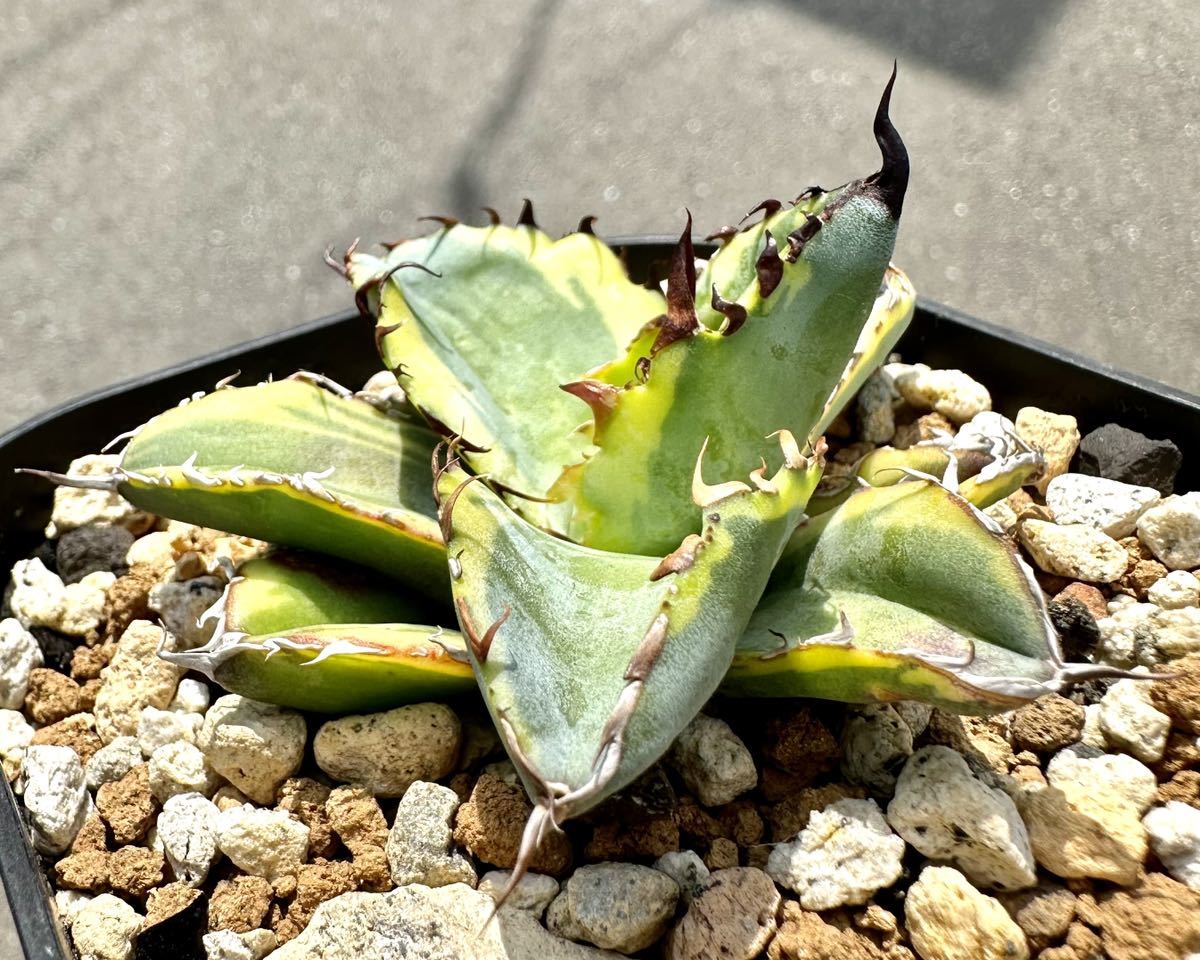 アガベ チタノタ　ブルーダイヤモンド　ブラックダイヤモンド アガベ チタノタ ブルーボール錦 ブラックダイヤモンド