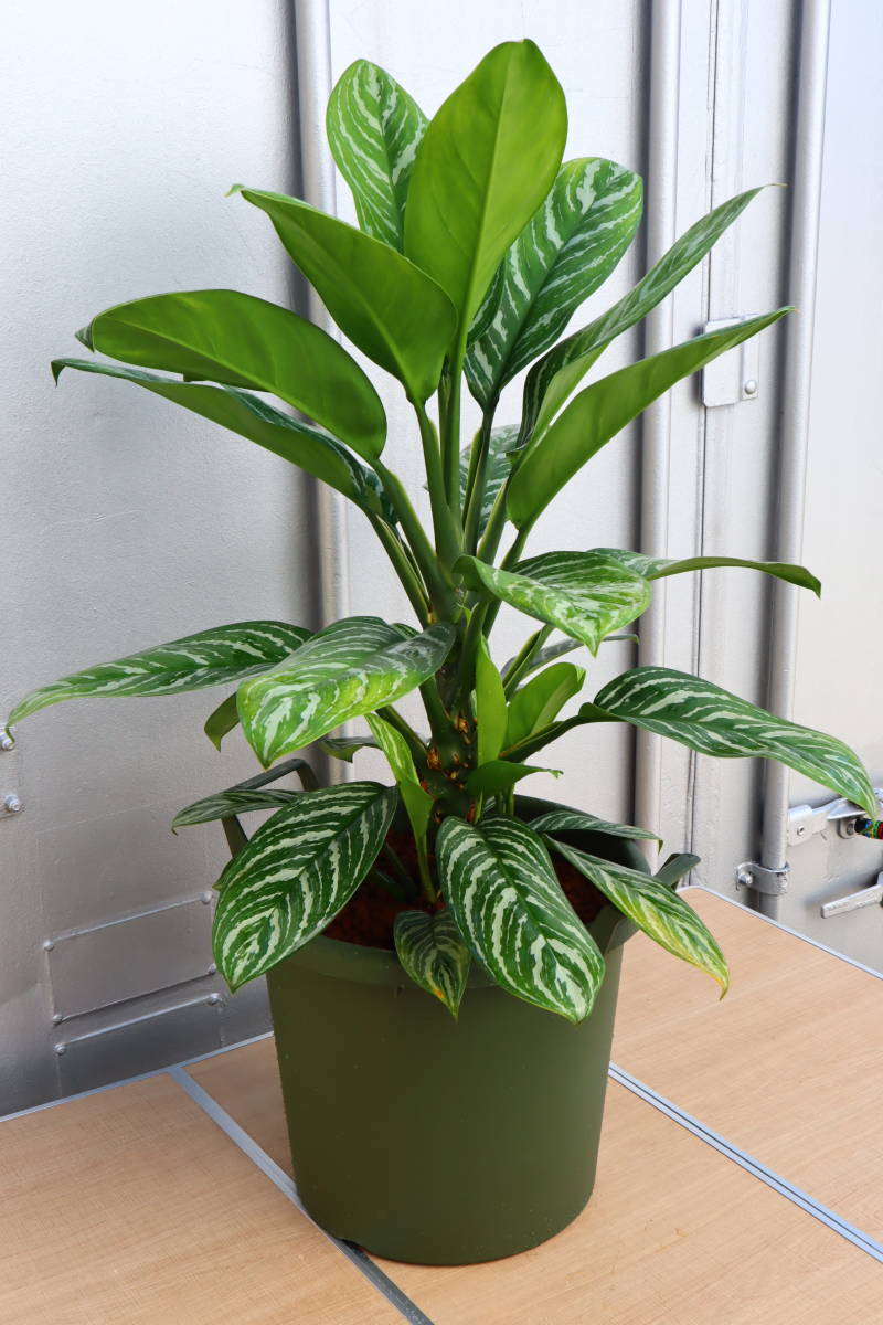 アグラオネマ ニティドゥム カーティシー 斑入り Aglaonema Nitidum