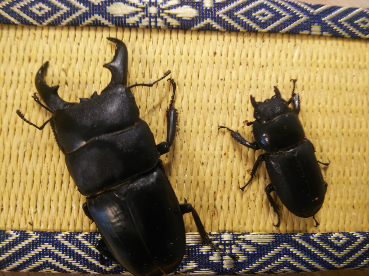 管理番号IW4 静岡 磐田産 本土 ヒラタ クワガタ ♂ 57mm ♀ 31mm